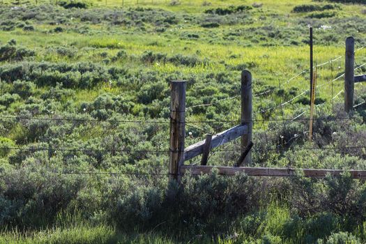 A close up of a fence line in lush green fielding Wyoming. High quality photo