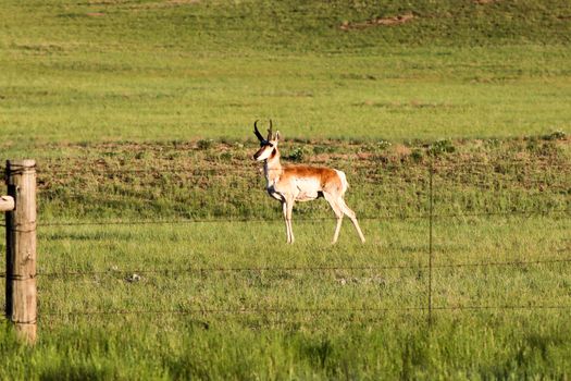 A brown and white antelope standing on top of a lush green field in Wyoming.