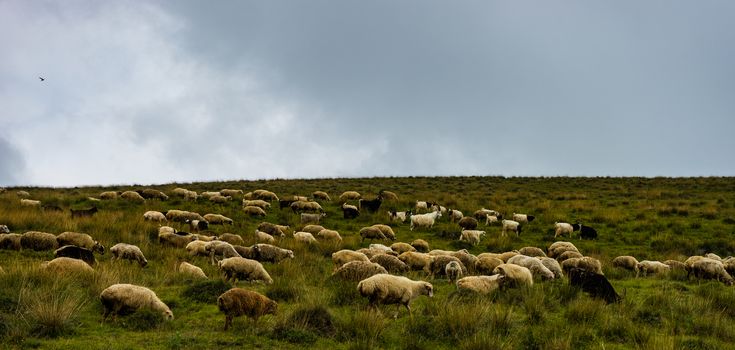 Rural road with sheeps  in Caucasus mountains in Georgia