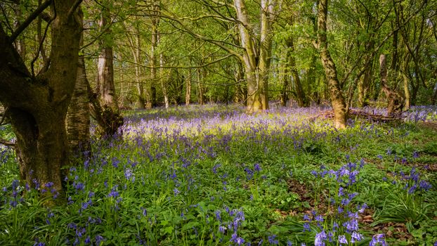 A spread of bluebells cover a small forest floor in early spring.