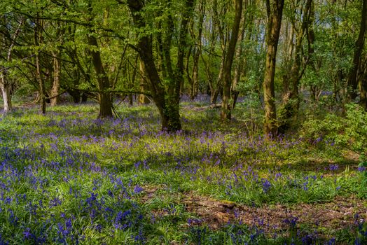 A spread of bluebells cover a small forest floor in early spring.