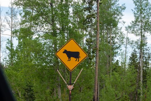 A long horn crossing sign in front of a tree. High quality photo
