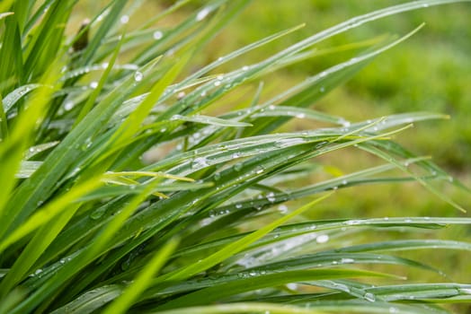 Following a heavy rain shower, small water droplets nestle precariously on a thatch of reeds.