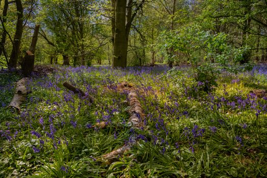 A spread of bluebells cover a small forest floor in early spring.