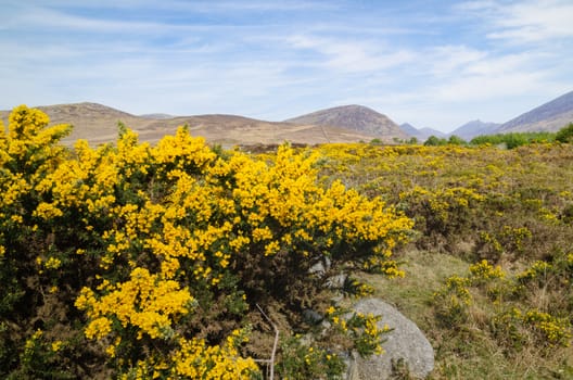 A landscape scene of the Mourne Mountains, also called the Mournes or Mountains of Mourne, County Down, Northern Ireland.