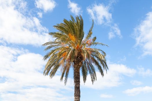 A palm tree pictured on the Mediterranean island of the Turkish Republic of Northern Cyprus.