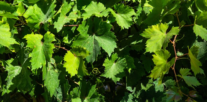Green leaves of grape plant as a summer natural concept