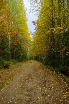 Dirt road to the top of Vottovaara mountain surrounded by autumn forest. Karelia, Russia