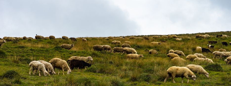 Rural road with sheeps  in Caucasus mountains in Georgia