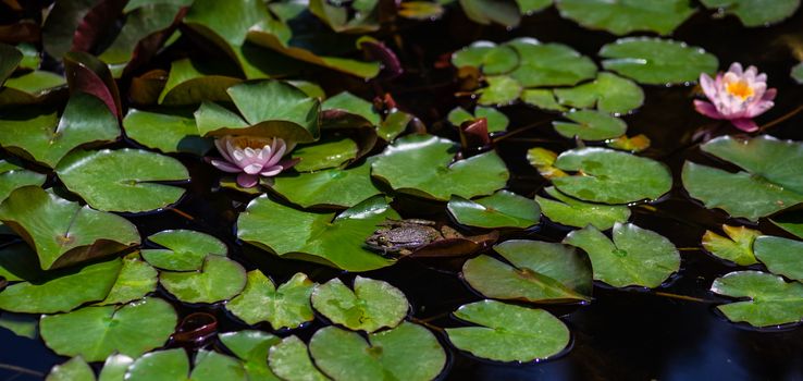 Green frog on the lotus leave in the lake