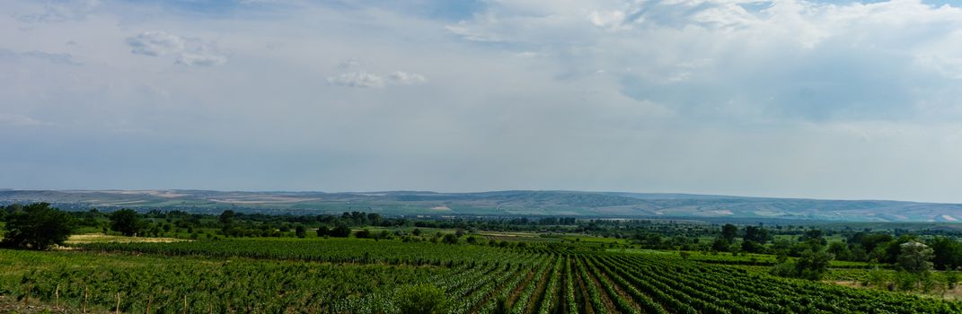 Famous vineyards in Kakheri area, summer time in Georgia