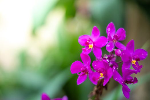 Beautiful blooming orchids in forest, On the bright sunshine