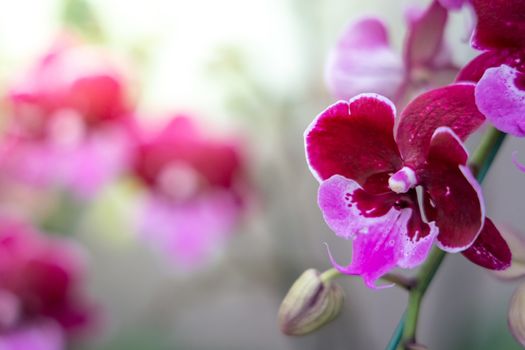 Beautiful blooming orchids in forest, On the bright sunshine