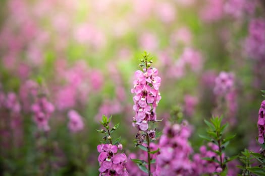 The background image of the colorful flowers, background nature