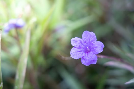 The background image of the colorful flowers, background nature