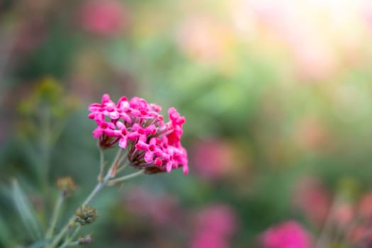 The background image of the colorful flowers, background nature