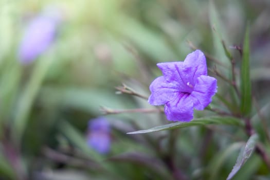 The background image of the colorful flowers, background nature