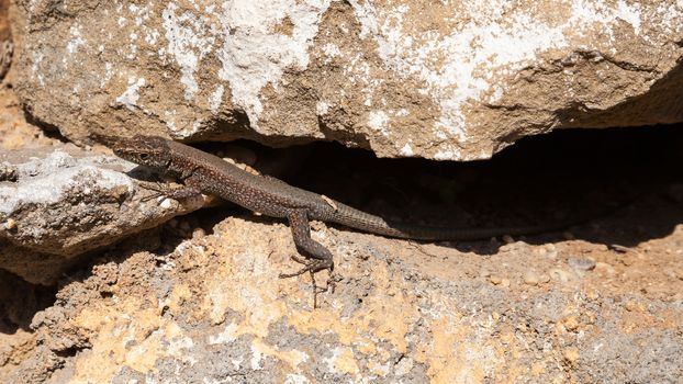 A lizard emerges into the sunlight from its rocky hiding place in southern Turkey.