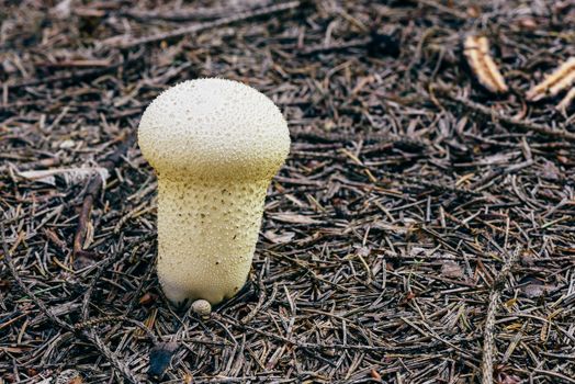 Young gem-studded puffball mushroom in pine woodland