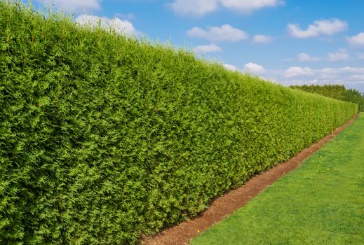 Green long hedge with a lawn on blue sky background