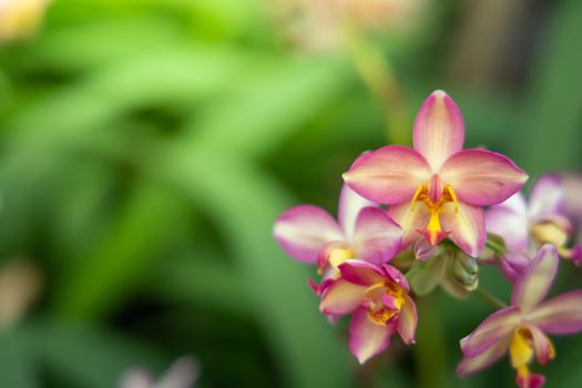 Beautiful blooming orchids in forest, On the bright sunshine