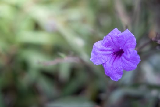 The background image of the colorful flowers, background nature