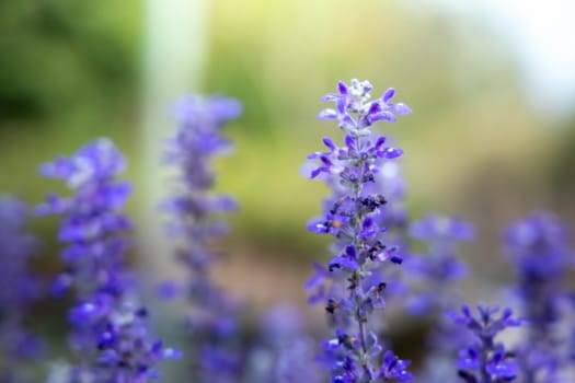 The background image of the colorful flowers, background nature