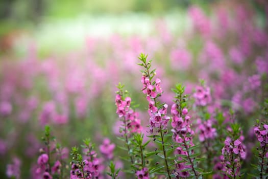 The background image of the colorful flowers, background nature