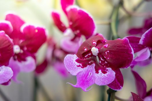 Beautiful blooming orchids in forest, On the bright sunshine