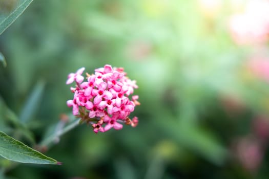 The background image of the colorful flowers, background nature