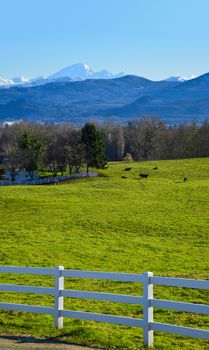 Winter season on cattle farm in a valley. View on a valley with mountains on blue sky background