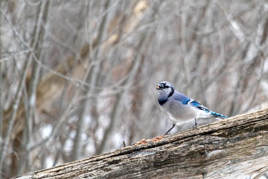 A blue jay is perched on the fallen trunk of a narrow tree in the winter. The trunk, suspended on a diagonal, crosses in front of forest trees with snow, as the bird picks up a seed left by hikers.