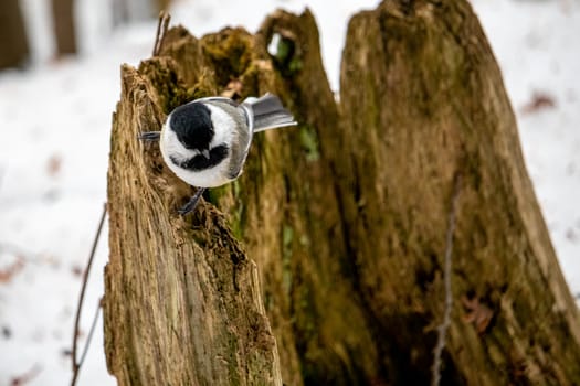 A black-capped chickadee is perched and looking curious on the decomposing, mossy stump of a tree. It is winter, and snow can be seen on the forest floor in the background.