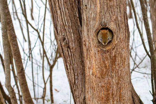 A cute American red squirrel in a Canadian forest sticks its head out of a hole in a hollowed out tree trunk, which stands against the snowy ground and surrounding trees in winter.