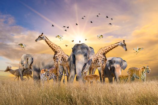 Large group of african safari animals. Wildlife conservation concept