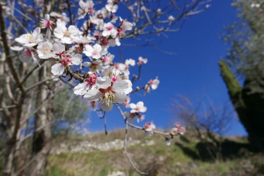 walk in the luberon, saint michel de l'Observatoire and Banon in France