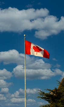 A Canadian flag flying on a flagpole under clear blue sky