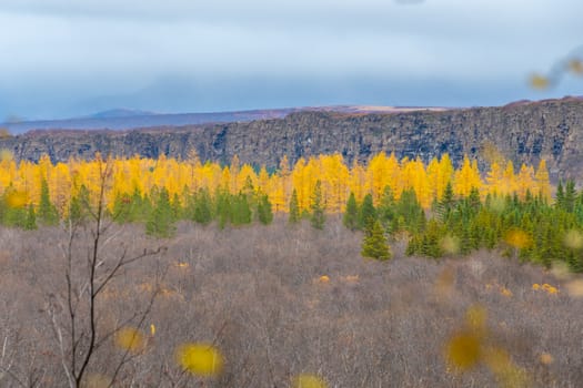 Asbyrgi Canyon of Northern Iceland green and yellow needle trees