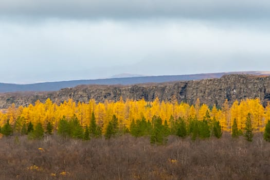 Asbyrgi Canyon in Northern Iceland yellow and green needle trees in fall