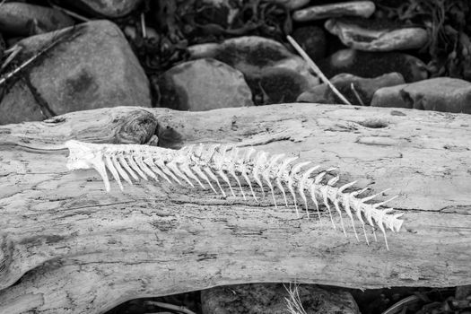 Fish bone lying on driftwood at Atlantic coast in Iceland black and white photo