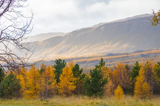 Forrest in northern Iceland trees colored in yellow during autumn