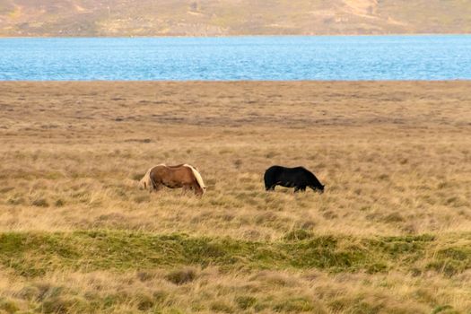 Icelandic horse grazing on natural meadow in the northern part of Iceland