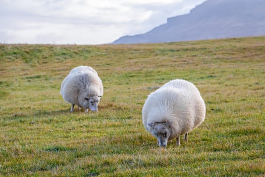 Icelandic sheep with white and thick wool fur grazing on meadow