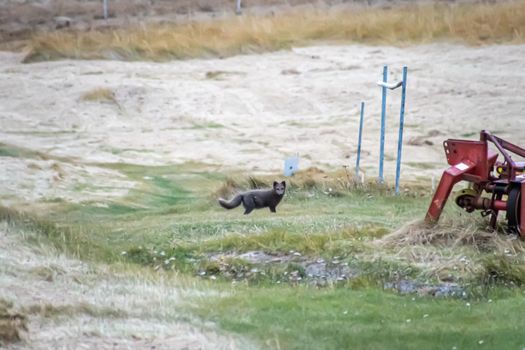 Latrabjarg in Iceland black arctic polar fox during the late evening