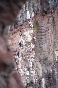 Latrabjarg in Iceland cliff coast black cormorants resting on steep slope