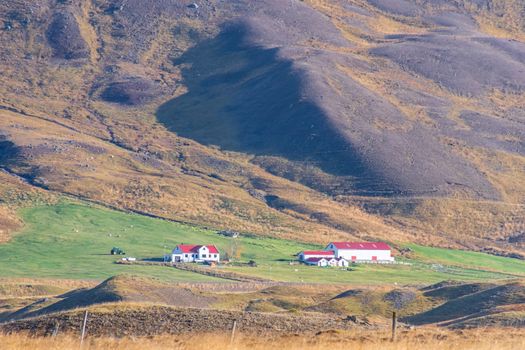 Northern Iceland farm based at the foot of a mountain slope during sunshine day