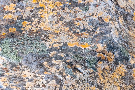 Plait and lichens in Iceland growing in icy climate on big rock