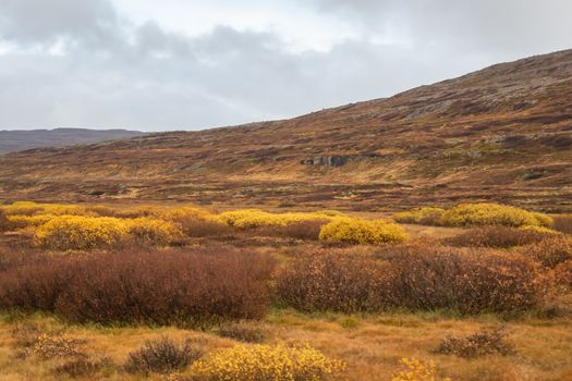 Small bushes growing in Iceland during autumn with yellow leaves