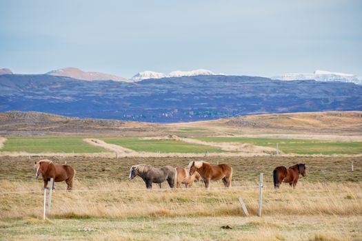 Snaefellsness national park in Iceland icelandic horses standing on meadow during fall