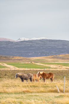 Snaefellsness national park in Iceland icelandic horses standing on meadow in front of big mountain range